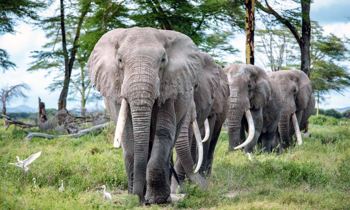 elephants Slide background