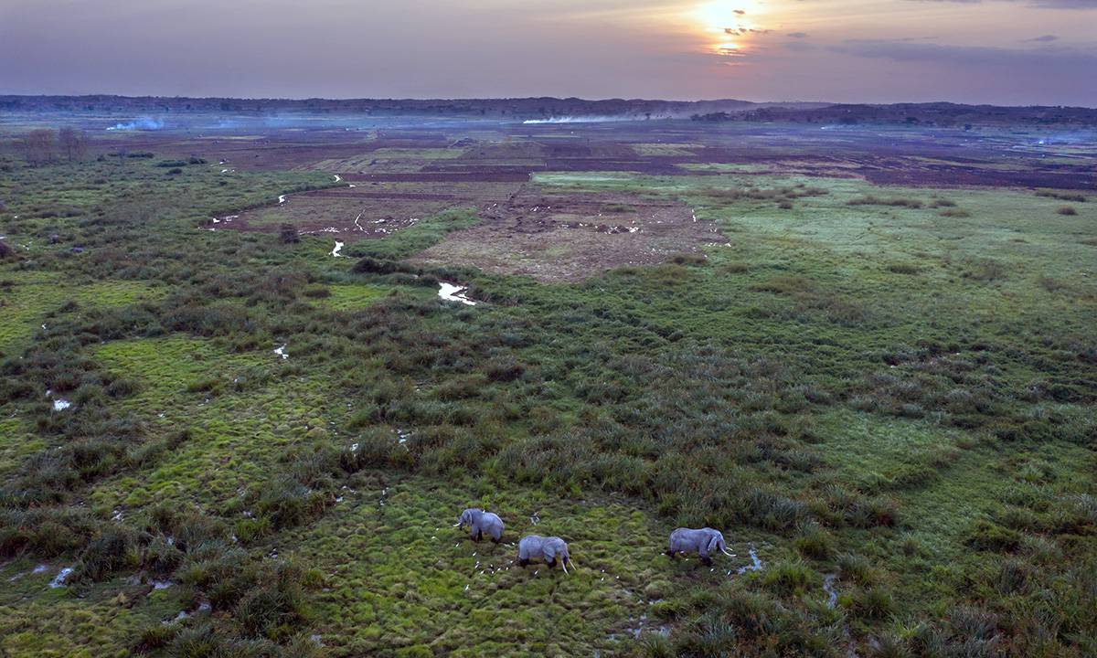 elephants aerial Slide background