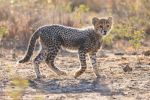 joshua clay 2602 cheetah cubs kimana sanctuary j7a4166