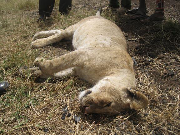 Lionesses Killed by Poison in Prior Incidents Last Year in same Area, Osewan, Oct 2011 120214 1 2 Big Life Team Saves Pride of Lions from Poisoning by Banned Us Poison