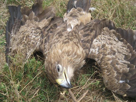 Eagle killed by poison meant for lions, Osewan, Oct 2011 120214 1 3 Big Life Team Saves Pride of Lions from Poisoning by Banned Us Poison