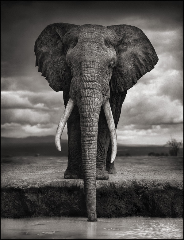 Elephant Drinking, Amboseli 2007. Killed by Poachers, 2009 120924 1 1 New York Times Article About Nick Brandt and Big Life Foundation